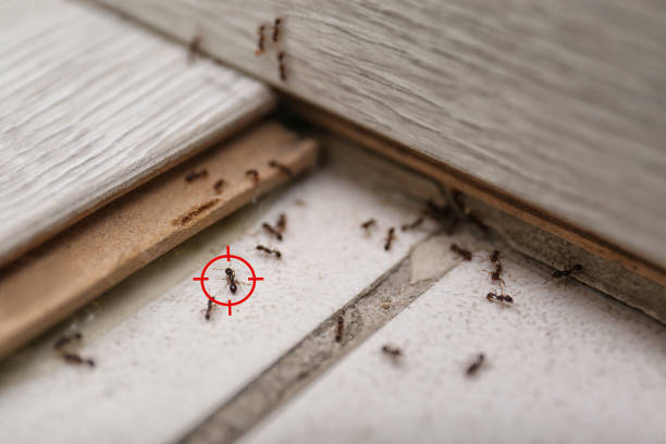 Best Local Pest Control Services  in Jonesville, MI