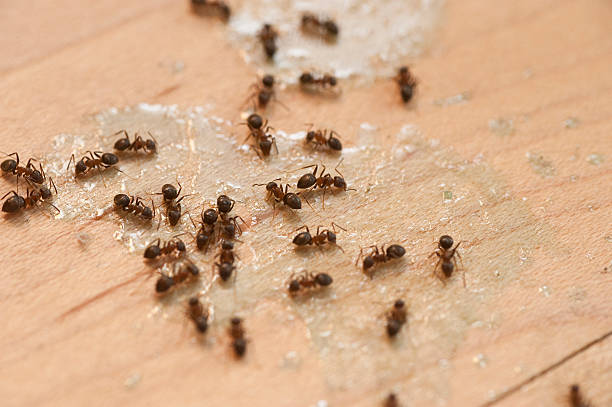 Best Affordable Pest Control Services  in Jonesville, MI